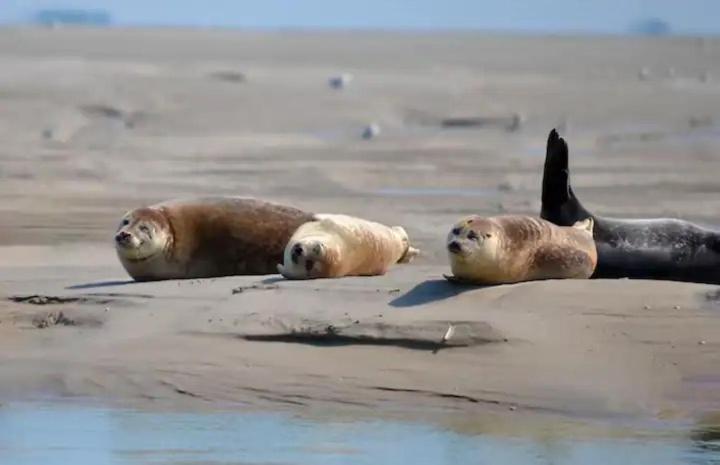 Gite Escale Oceania En Baie De Somme A Ault, 50M De La Mer Ngoại thất bức ảnh